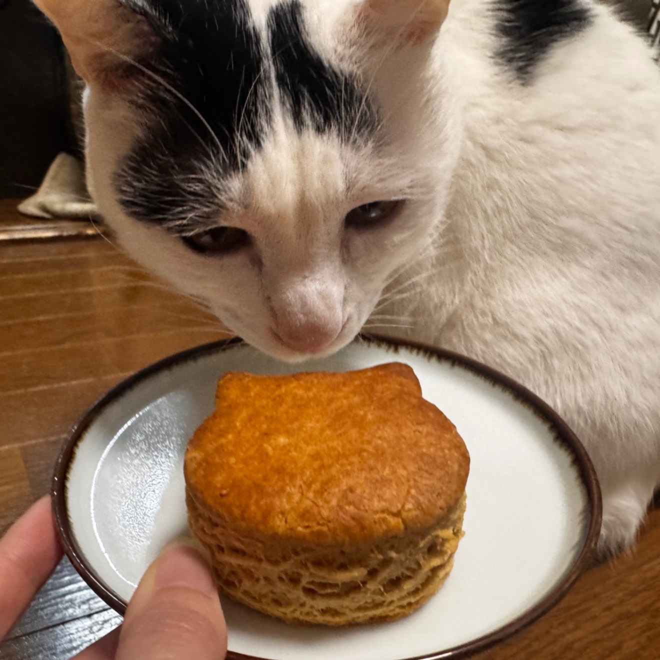 【期間限定🐱】猫のかたちのスコーン3種類6個セット💕