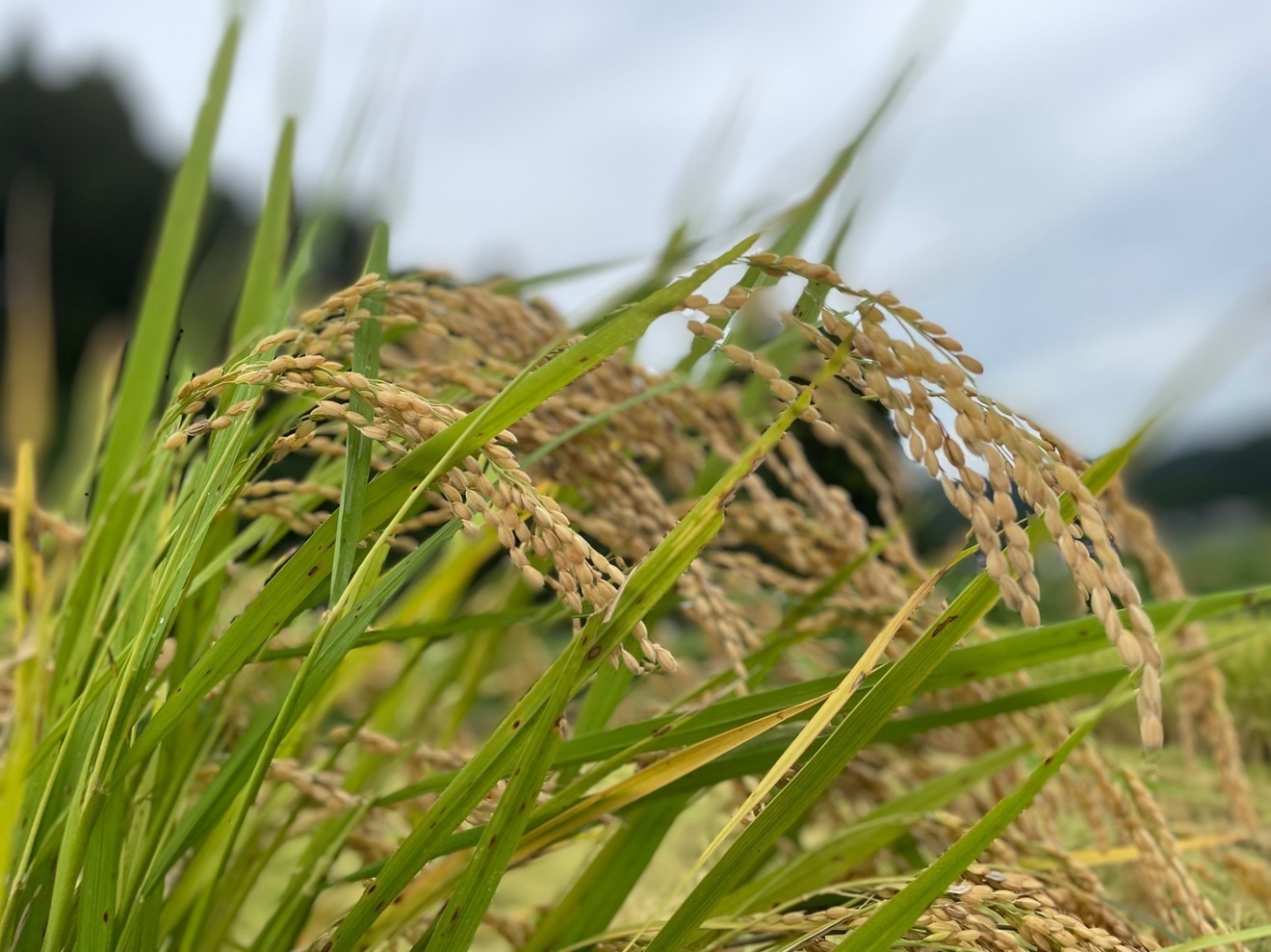 【令和7年産　特別栽培米コシヒカリ🌾】 無洗米10キロ🍚　富山県産