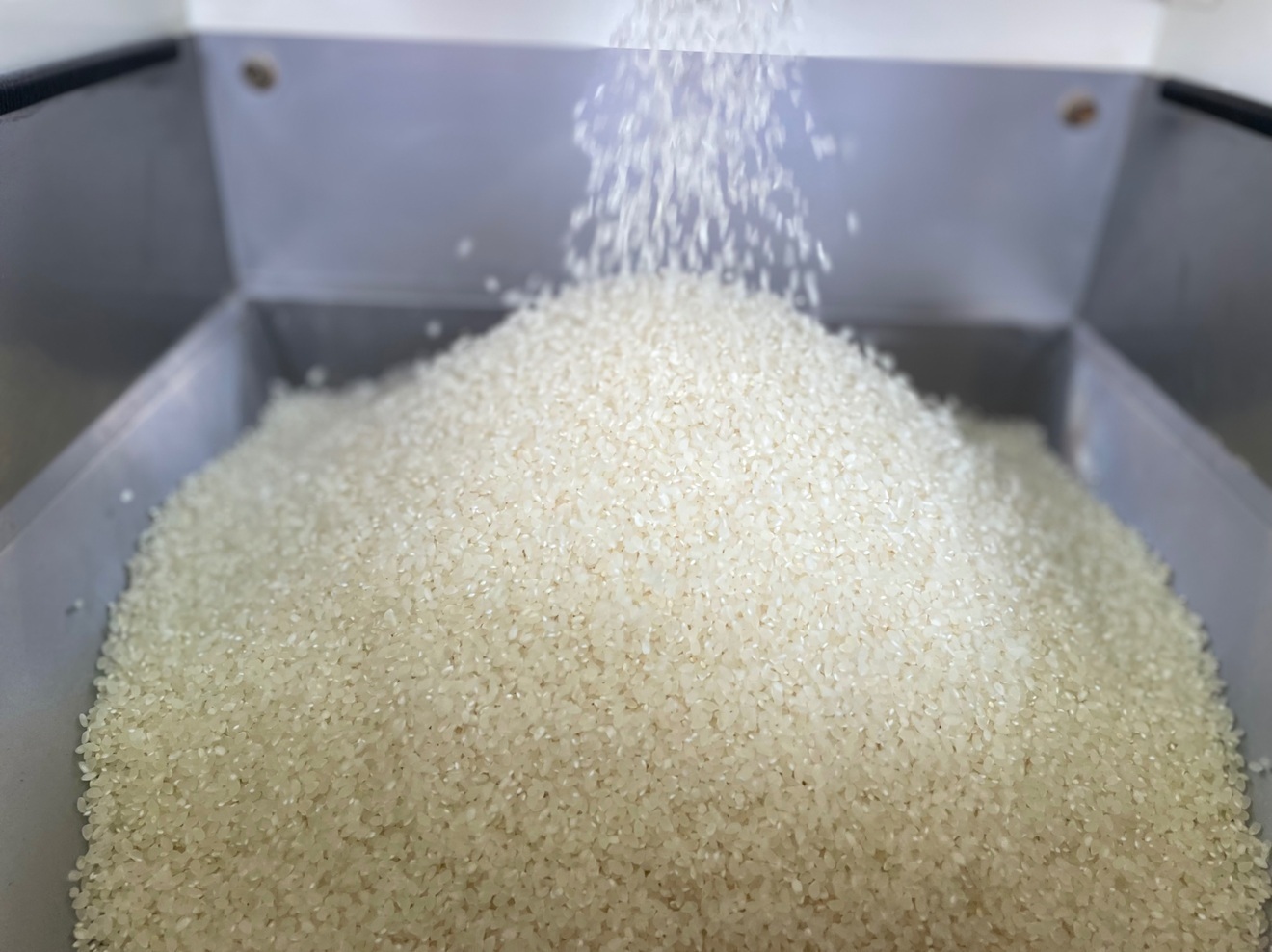 【令和7年産　特別栽培米コシヒカリ🌾】 無洗米10キロ🍚　富山県産
