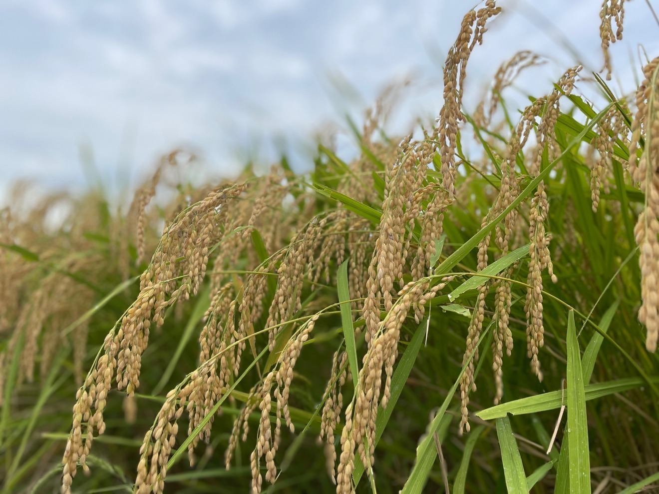 【令和7年産　特別栽培米コシヒカリ🌾】 無洗米10キロ🍚　富山県産