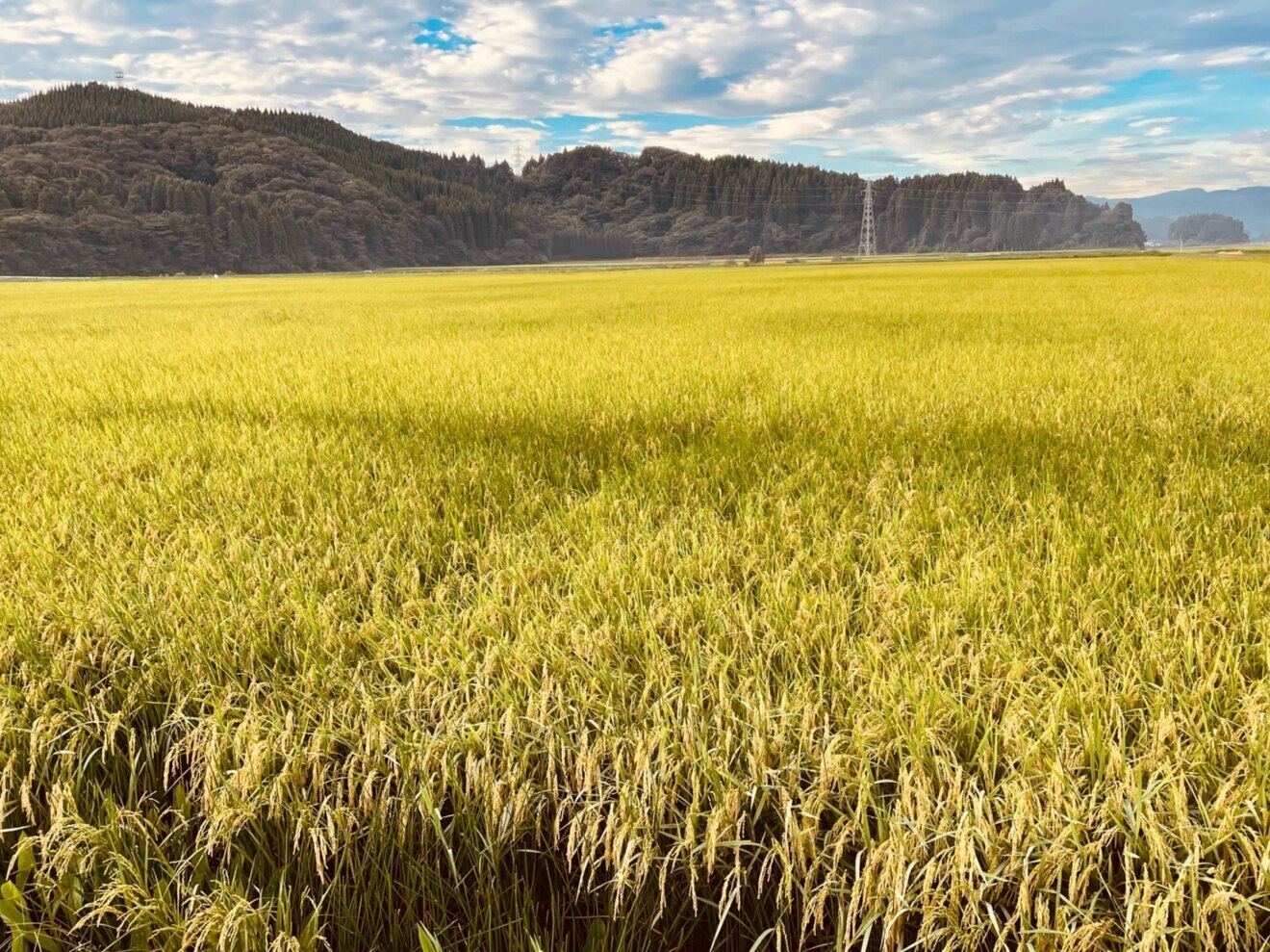 【令和7年産　特別栽培米コシヒカリ🌾】 無洗米10キロ🍚　富山県産