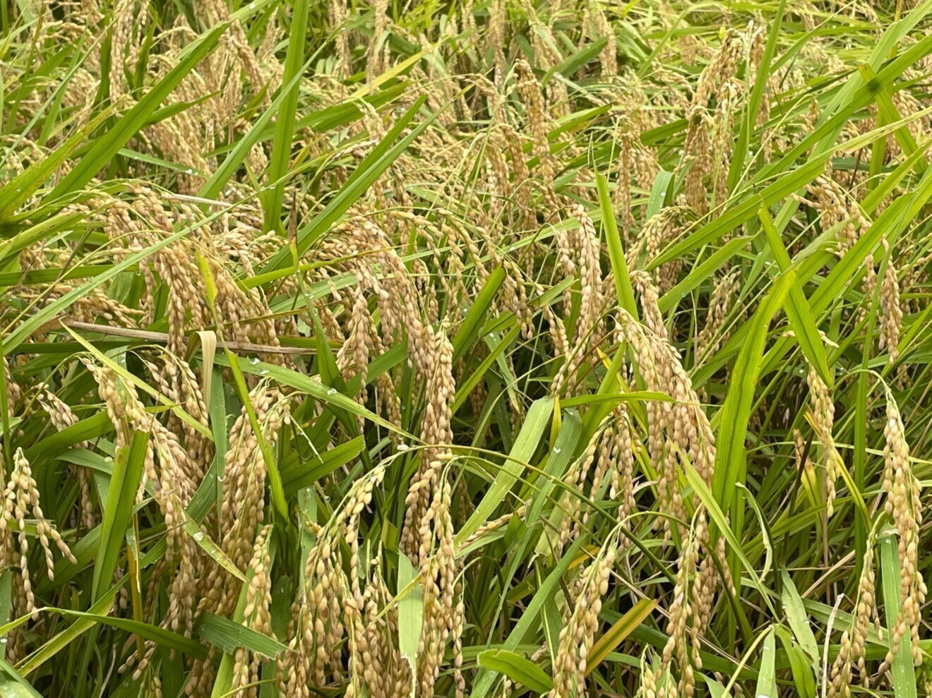 【令和7年産　特別栽培米コシヒカリ🌾】 無洗米10キロ🍚　富山県産