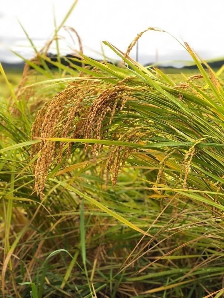  【令和7年産　特別栽培米コシヒカリ🌾】精米5キロ🍚　富山県産
