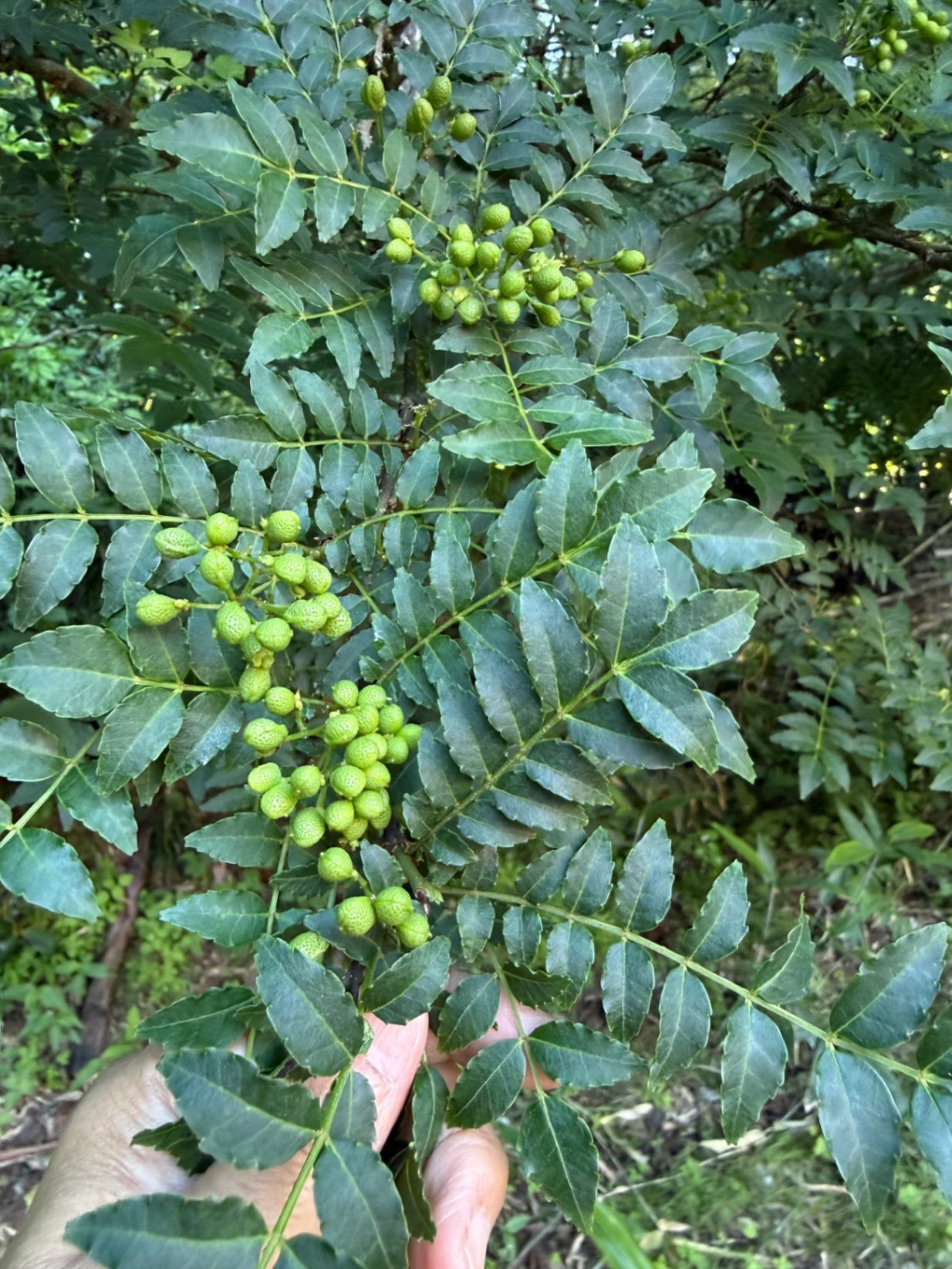 【完全無農薬・新潟寺泊産】山椒の実 300g｜採れたて・里山育ち