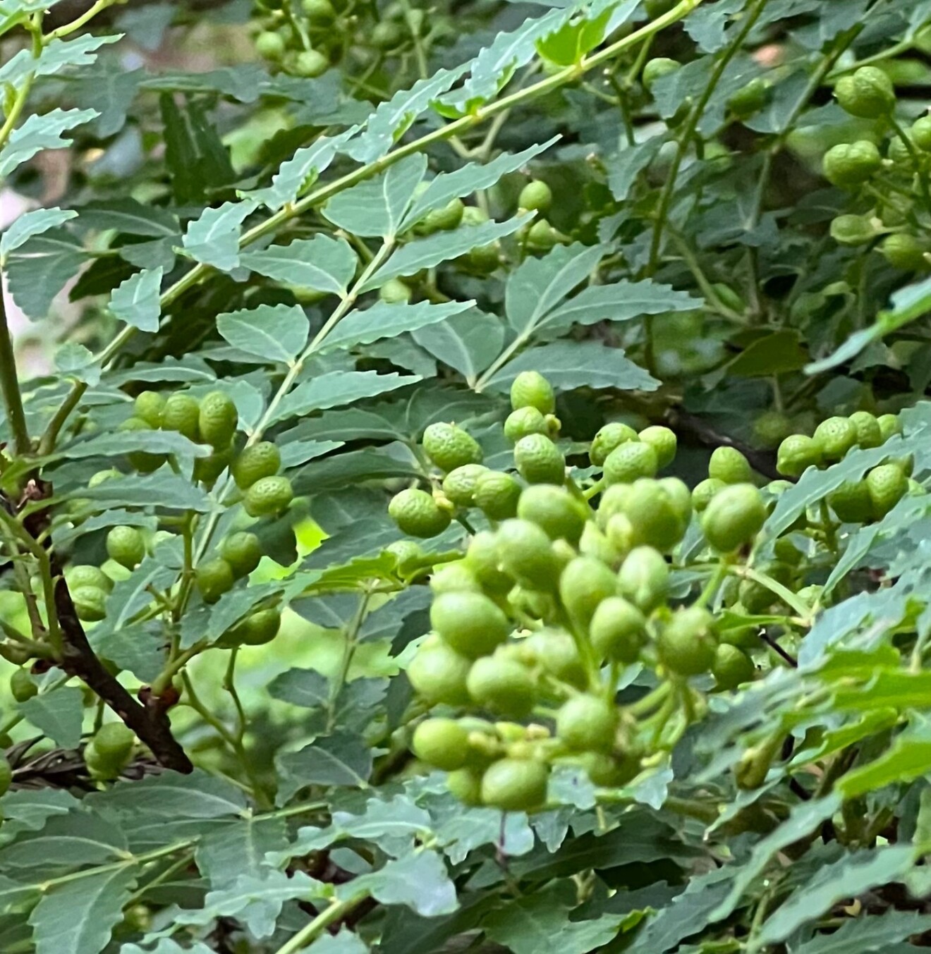 【完全無農薬・新潟寺泊産】山椒の実 300g｜採れたて・里山育ち
