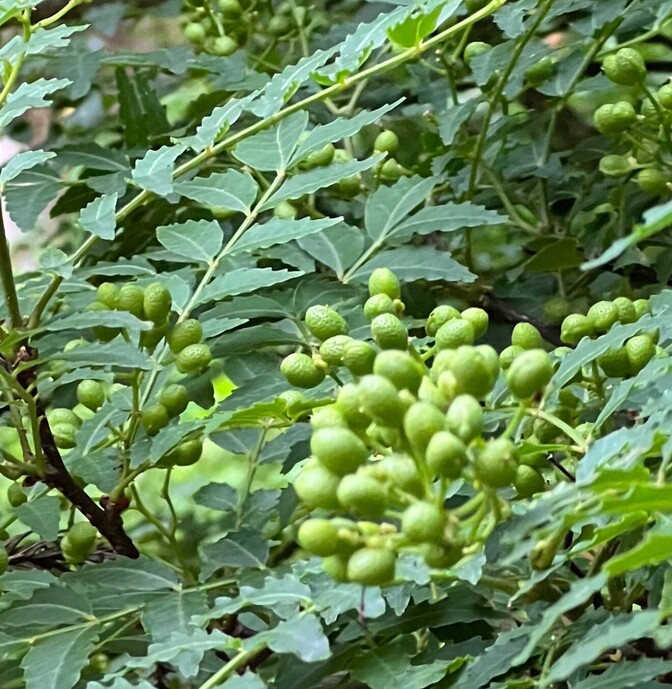 【完全無農薬・新潟寺泊産】山椒の実 200g｜採れたて・里山育ち