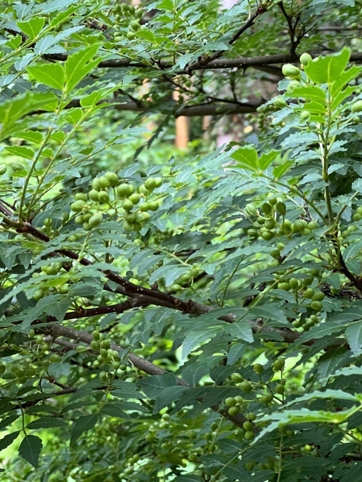 【完全無農薬・新潟寺泊産】山椒の実 300g｜採れたて・里山育ち