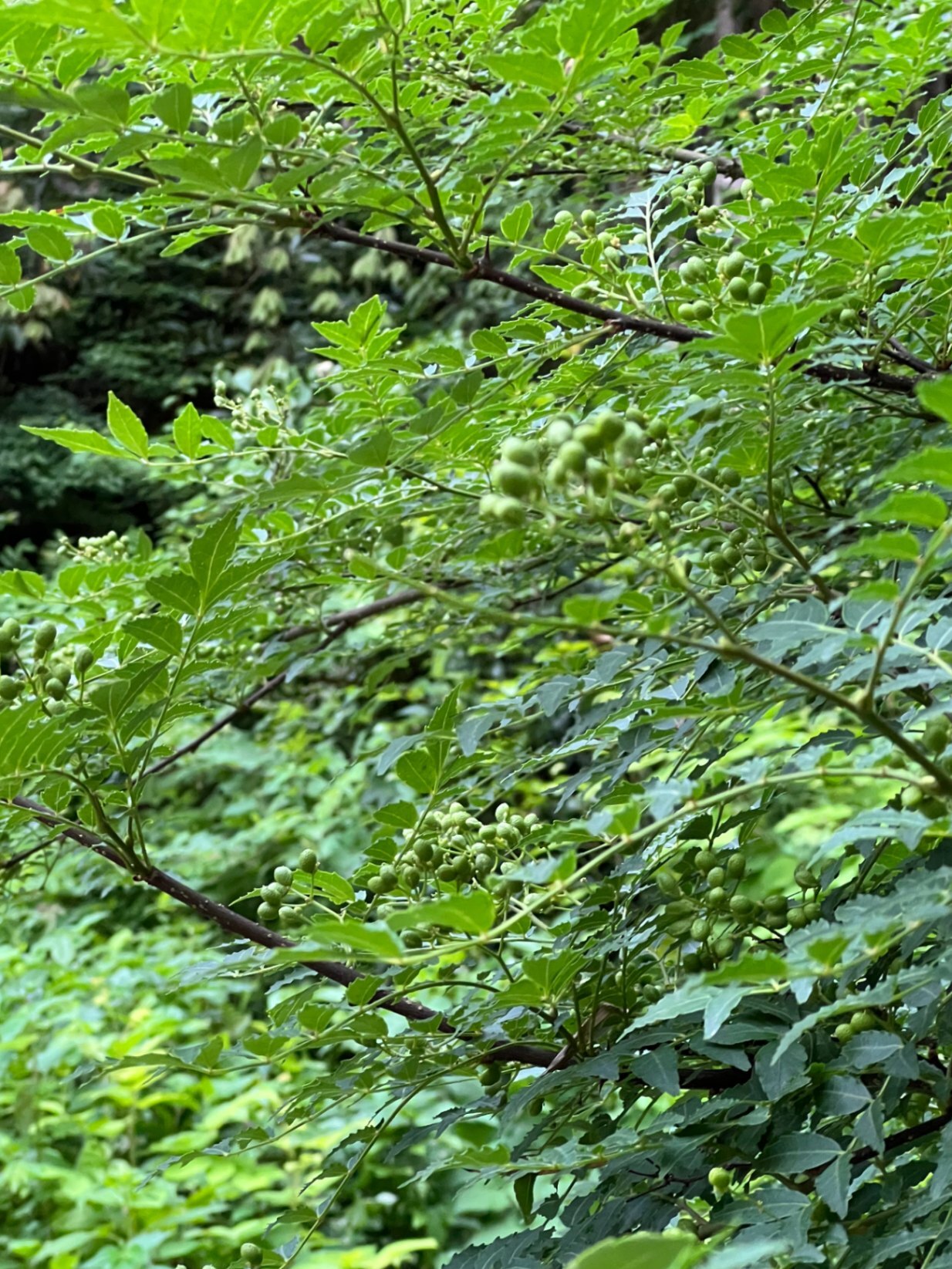 【完全無農薬・新潟寺泊産】山椒の実 300g｜採れたて・里山育ち