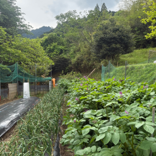 【農薬不使用】長崎系 希少品種 平戸早生にんにく バラ 300g 
