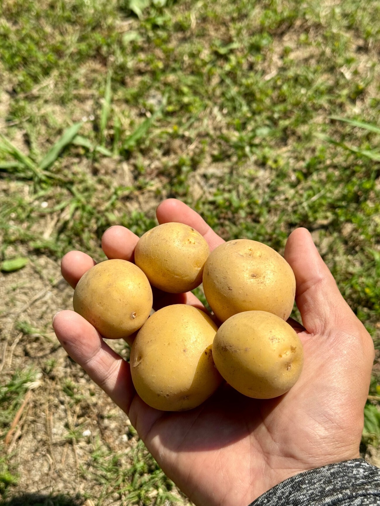 【福岡県産】3種のじゃがいも食べ比べセット 約2kg🥔