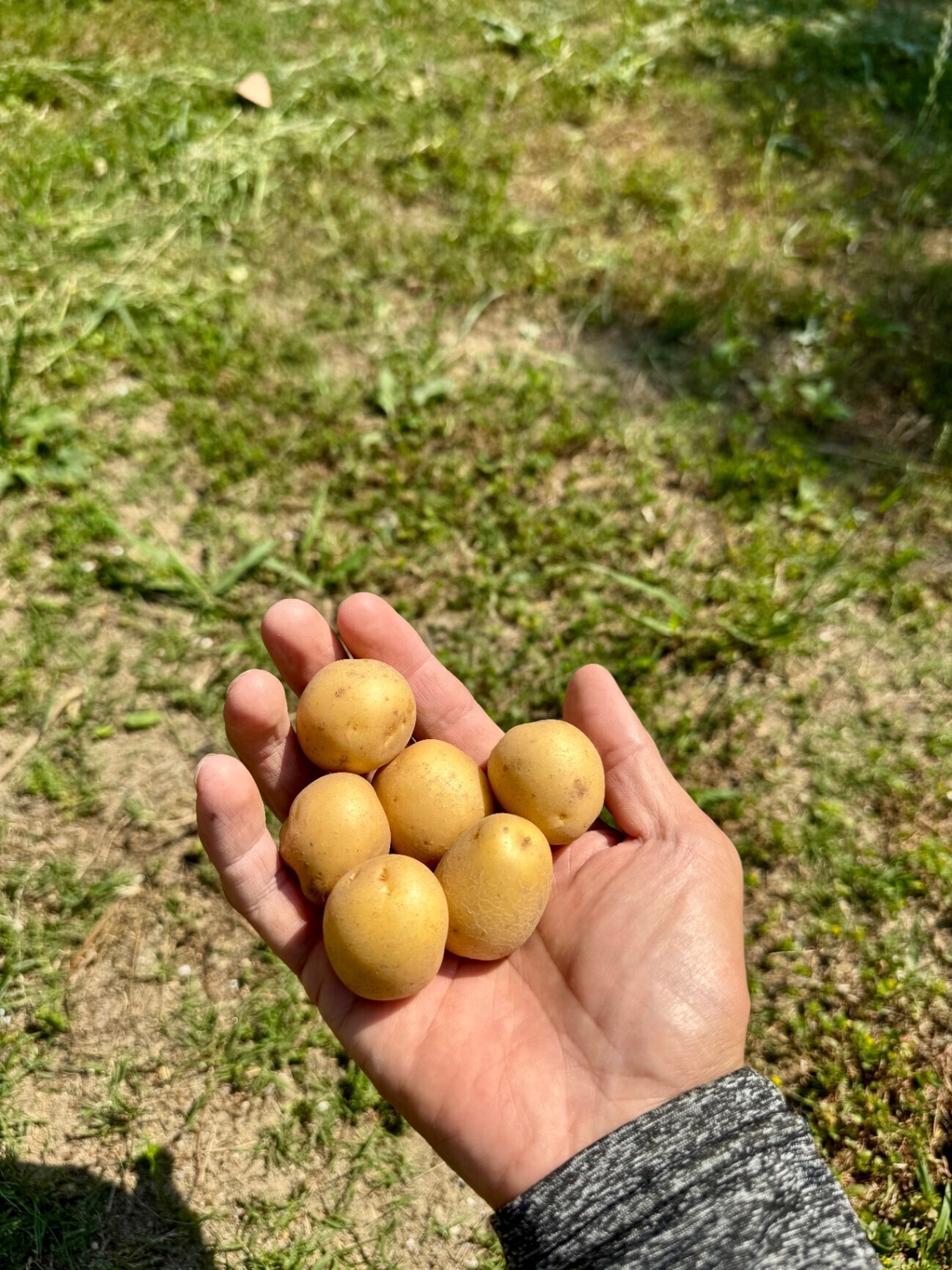 Sサイズ【福岡県産】3種のじゃがいも食べ比べセット 1kg🥔