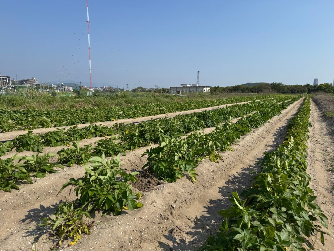 Sサイズ【福岡県産】3種のじゃがいも食べ比べセット 1kg🥔