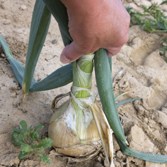【数量限定】新じゃが＆新玉ねぎセット　低農薬で育てた新鮮野菜 採れたて直送　タマネギ【父の日ギフト】