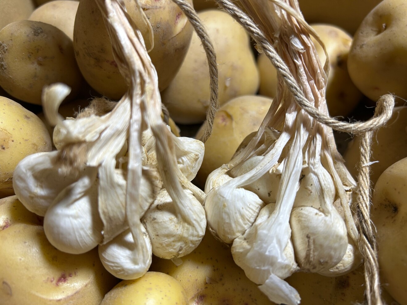 米寿の父と一緒に育てた新じゃが（きたあかり）赤玉ねぎ、新にんにく
無農薬栽培の旬の野菜セット！
