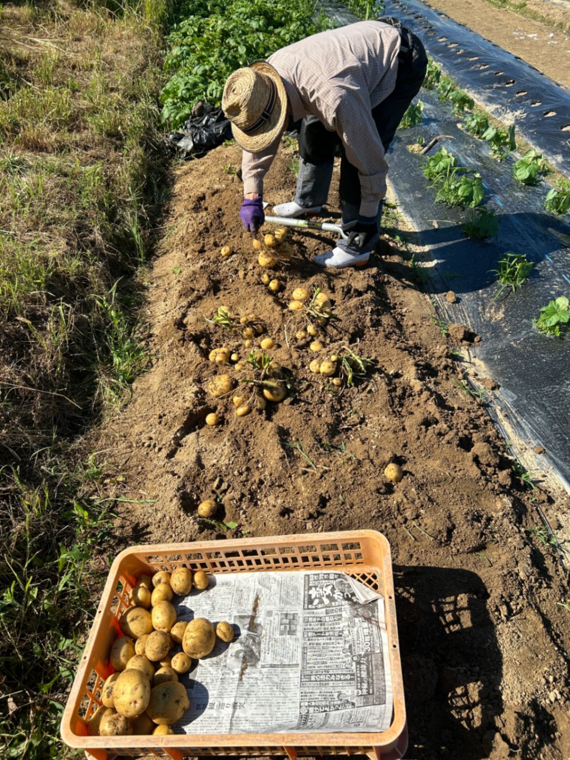 米寿の父と一緒に育てた新じゃが（きたあかり）赤玉ねぎ、新にんにく
無農薬栽培の旬の野菜セット！