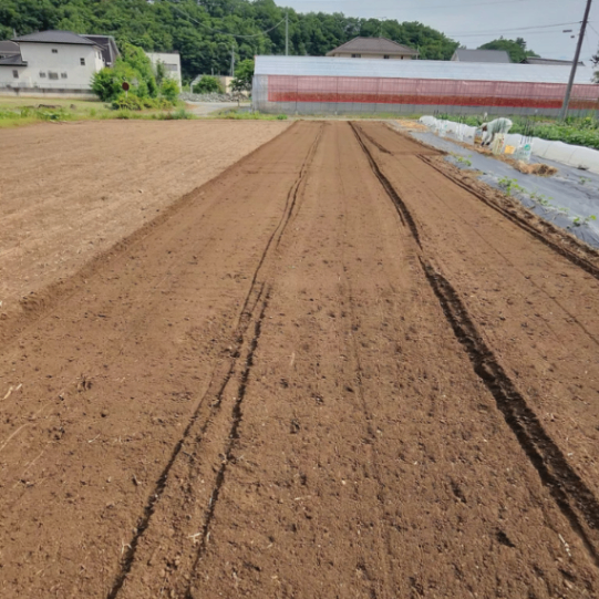 【無農薬・新玉ねぎ】採れたて 約３kg（15〜20 個）／ 産地直送