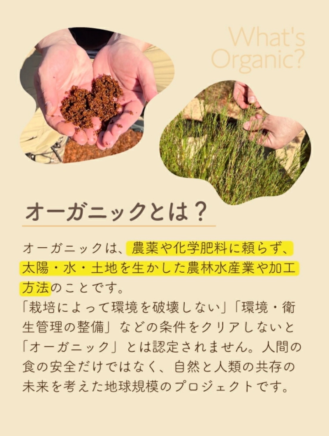 オーガニック ルイボスティー 2g✕101個入り｜ノンカフェイン・有機JAS認証【ティーライフ】