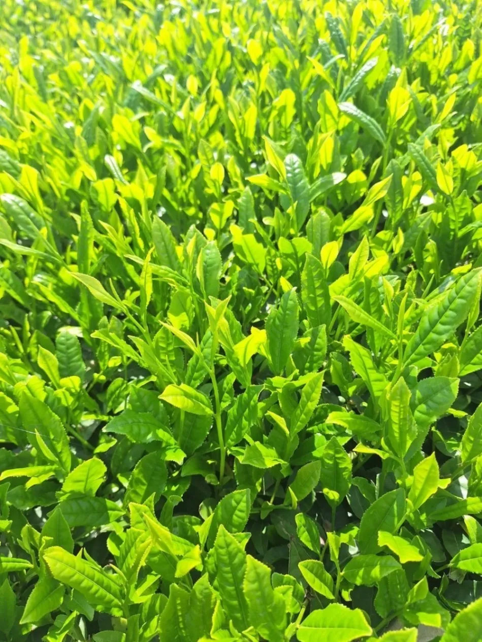 【ギフト】三重・伊勢茶 銘茶缶セット（初摘＋特上煎茶）化粧箱入り