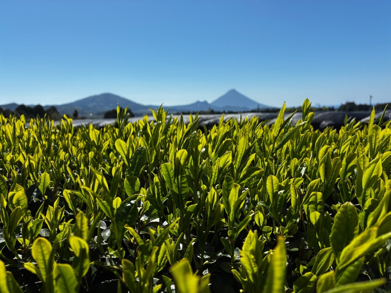 【ご自宅用】 緑茶100g✖️3袋 農業一筋頑固じぃじがこだわって作った1番茶100%