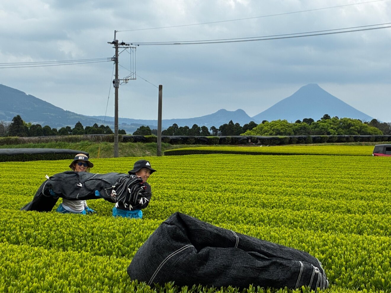 【ご自宅用】 緑茶100g✖️3袋 農業一筋頑固じぃじがこだわって作った1番茶100%
