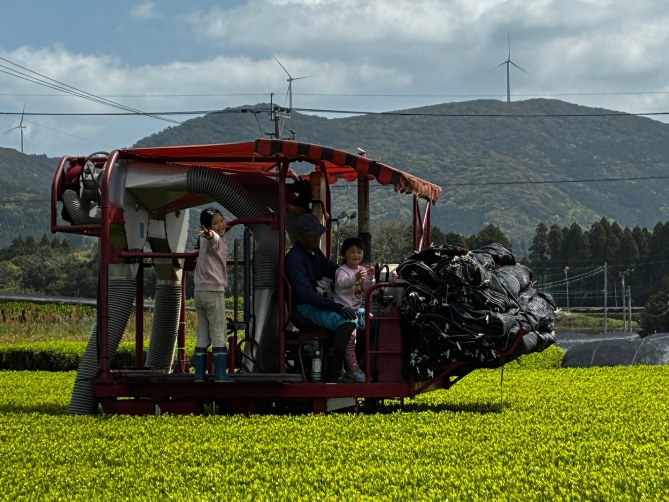 【ご自宅用】 緑茶100g✖️3袋 農業一筋頑固じぃじがこだわって作った1番茶100%