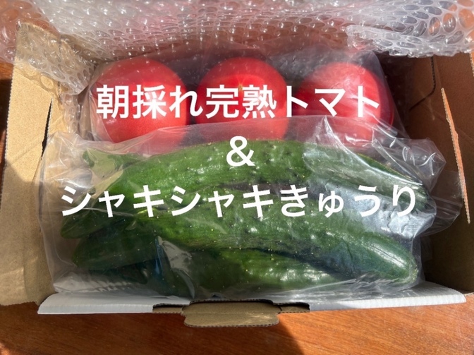 【父の日ギフト】朝採れ⭐︎完熟トマトとシャキシャキきゅうりの詰め合わせ