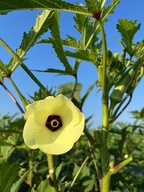 en
