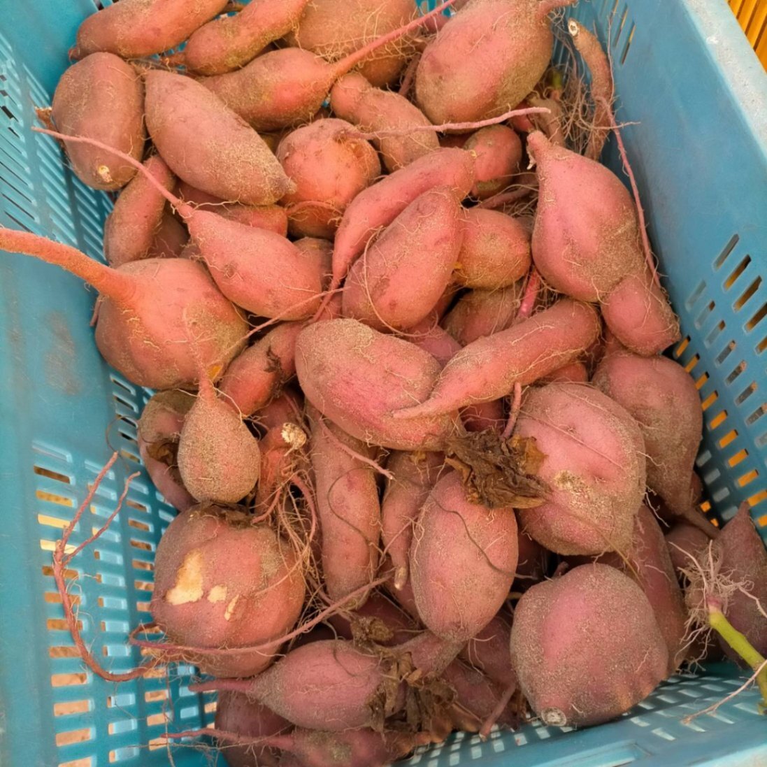 あんどー@ﾌｧｰﾏｰｽﾞ販売で生活