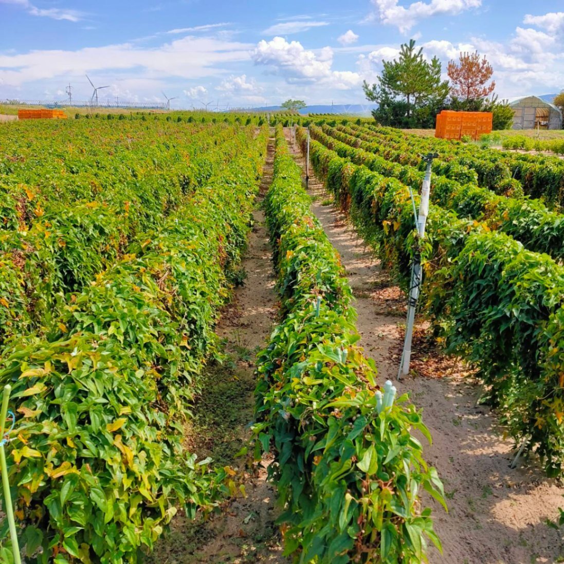 あんどー@ﾌｧｰﾏｰｽﾞ販売で生活