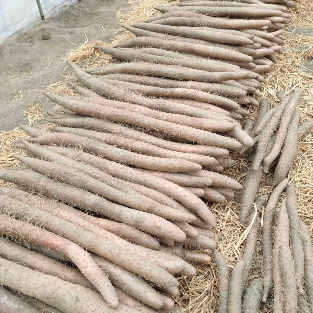 あんどー@ﾌｧｰﾏｰｽﾞ販売で生活