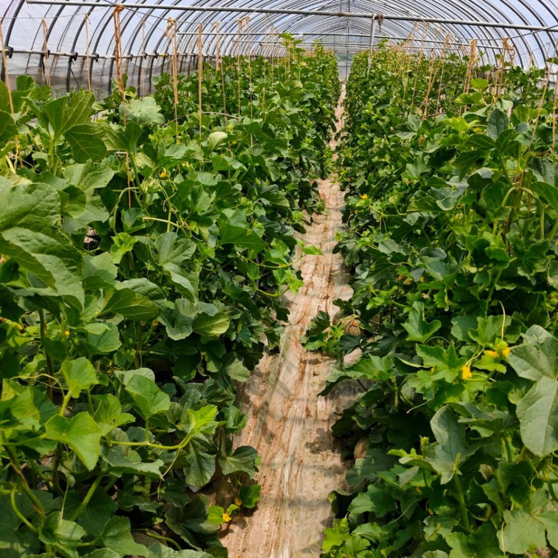 あんどー@ﾌｧｰﾏｰｽﾞ販売で生活