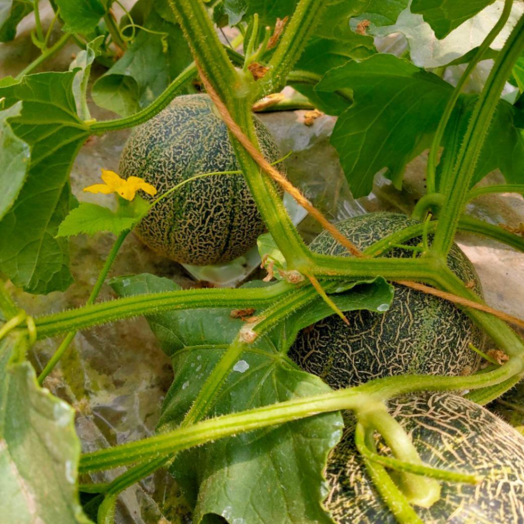 あんどー@ﾌｧｰﾏｰｽﾞ販売で生活