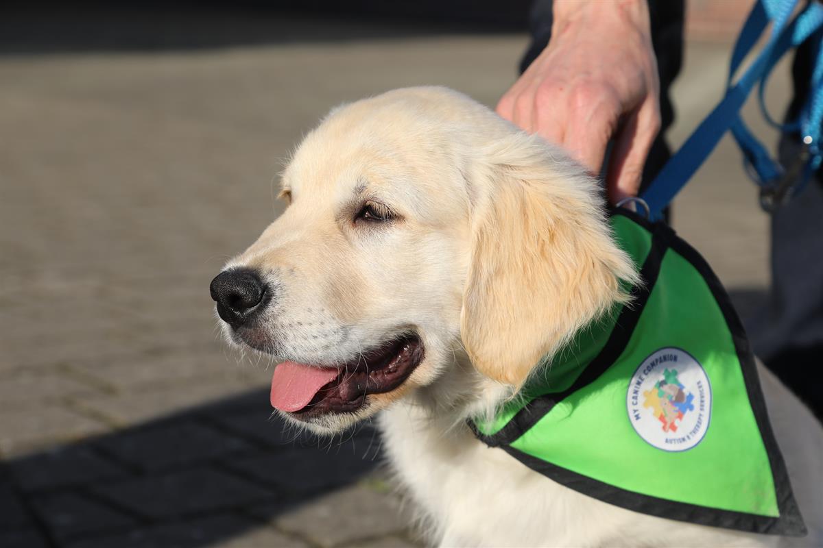 My Canine Companion: Christmas fundraisers