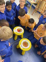 Science Week in Senior Infants