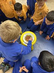 Science Week in Senior Infants