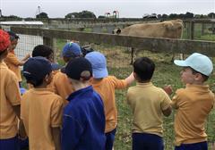 Fun at the Farm