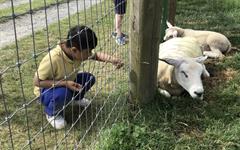 Fun at the Farm