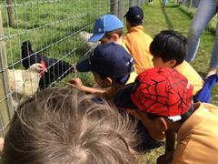 Fun at the Farm