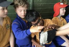 Fun at the Farm
