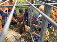 Fun at the Farm