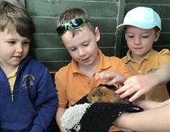 Fun at the Farm