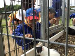 Fun at the Farm