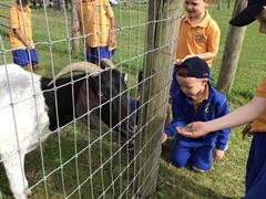 Fun at the Farm
