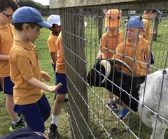 Fun at the Farm