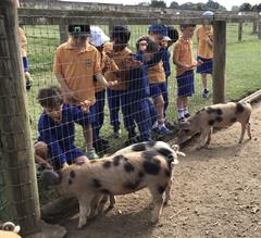 Fun at the Farm