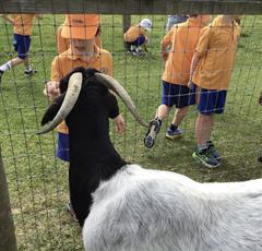 Fun at the Farm