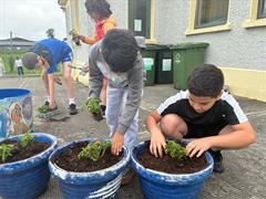 Green Schools - Planting