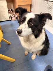 Skye the Sheepdog