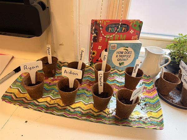 Sow & Grow in Senior Infants