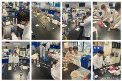 6th Year Maynooth Biology Labs